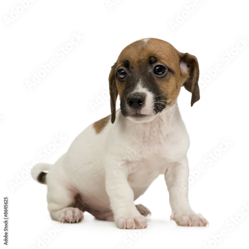 Jack russell   