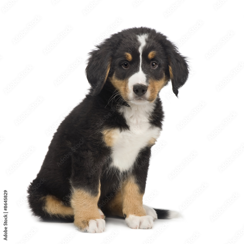 Bernese mountain dog (7 weeks)