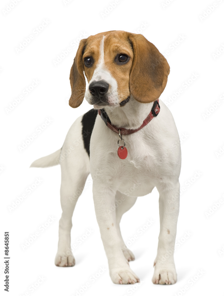 Beagle (8 months)