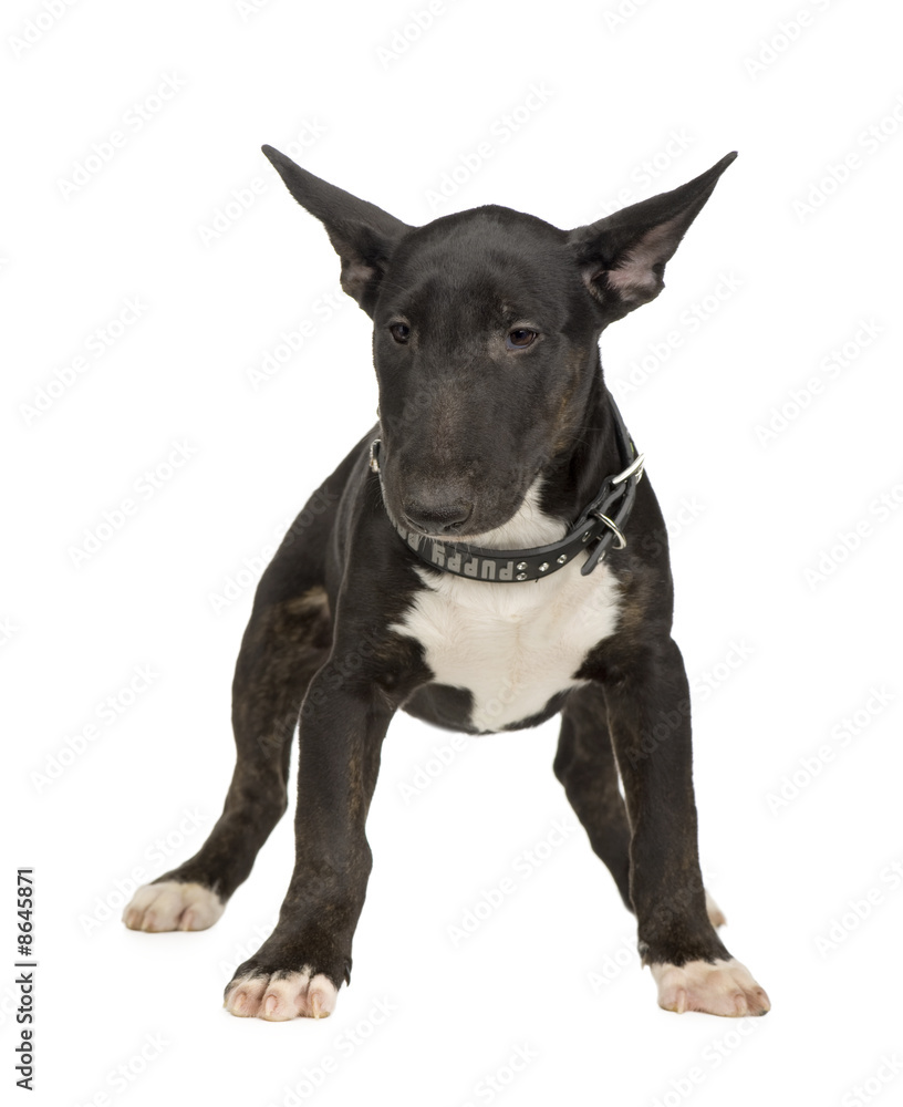 Bull Terrier (5 months)