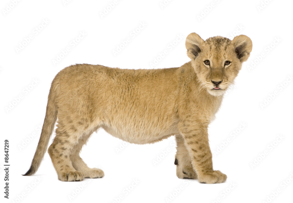 Fototapeta premium Lion Cub (4 months)