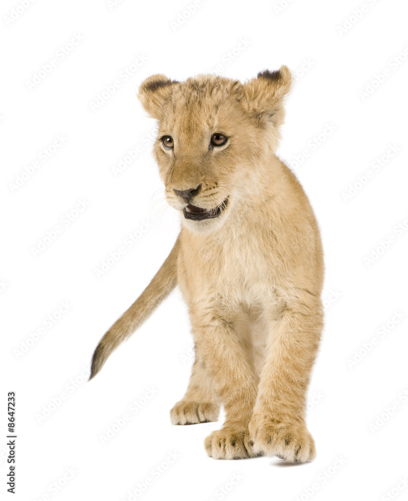 Lion Cub (4 months)