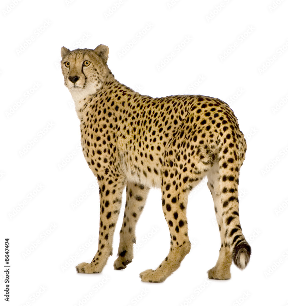 Naklejka premium Cheetah - Acinonyx jubatus