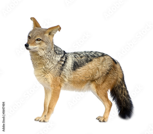 black-backed jackal - Canis mesomelas photo