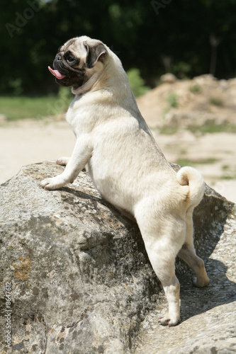 petit chien sur un rocher