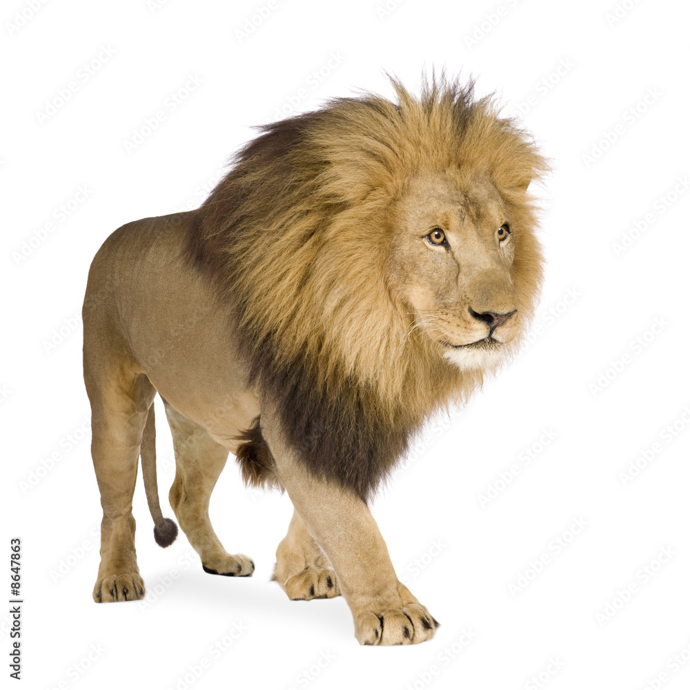 Fototapeta premium Lion (4 and a half years) - Panthera leo
