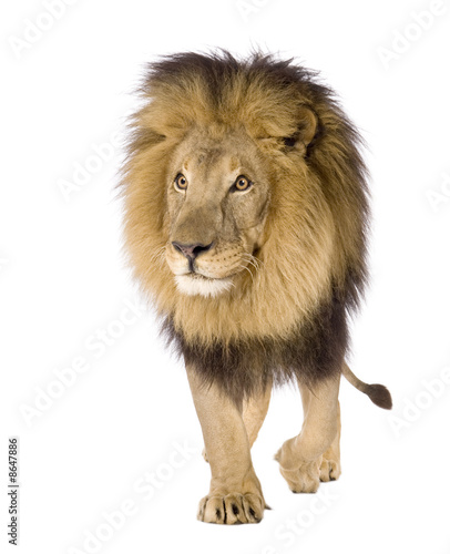 Lion  4 and a half years  - Panthera leo