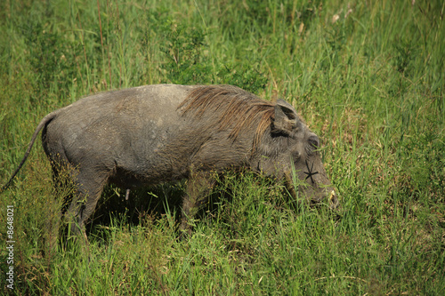 Warthog in the grass © Deborah Benbrook