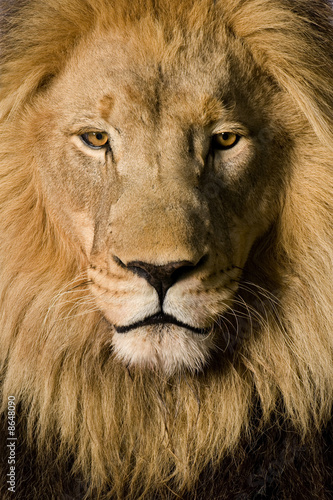 Close-up on a Lion s head  4 and a half years  - Panthera leo