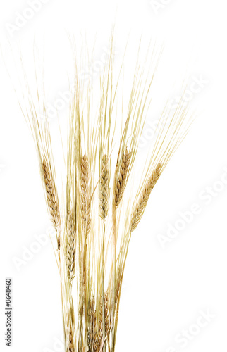 wheat on white background