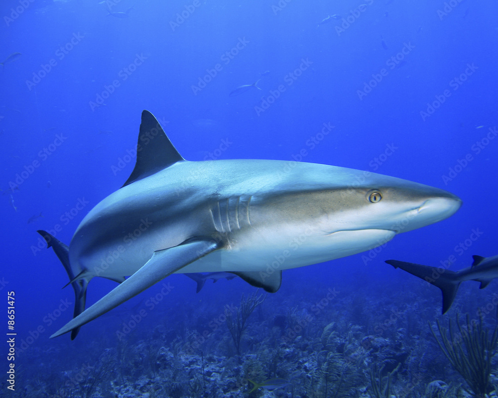 Fototapeta premium Caribbean Reef Shark