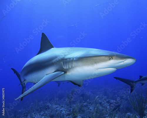 Caribbean Reef Shark © Richard Carey