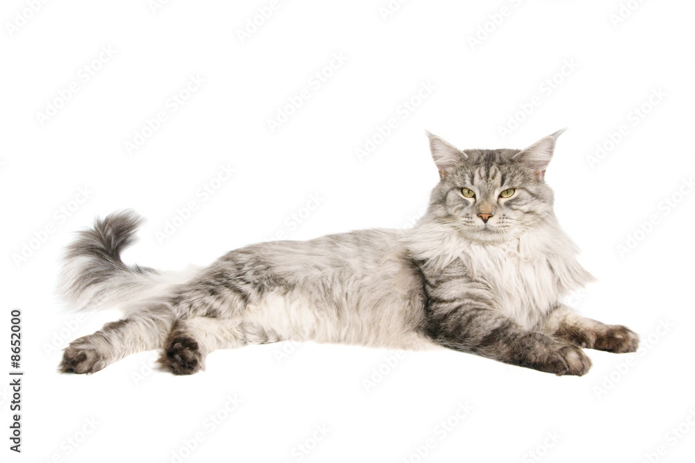 Obraz premium cat isolated on wihite background