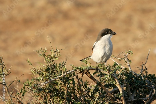 Fiscal Shrike Female photo