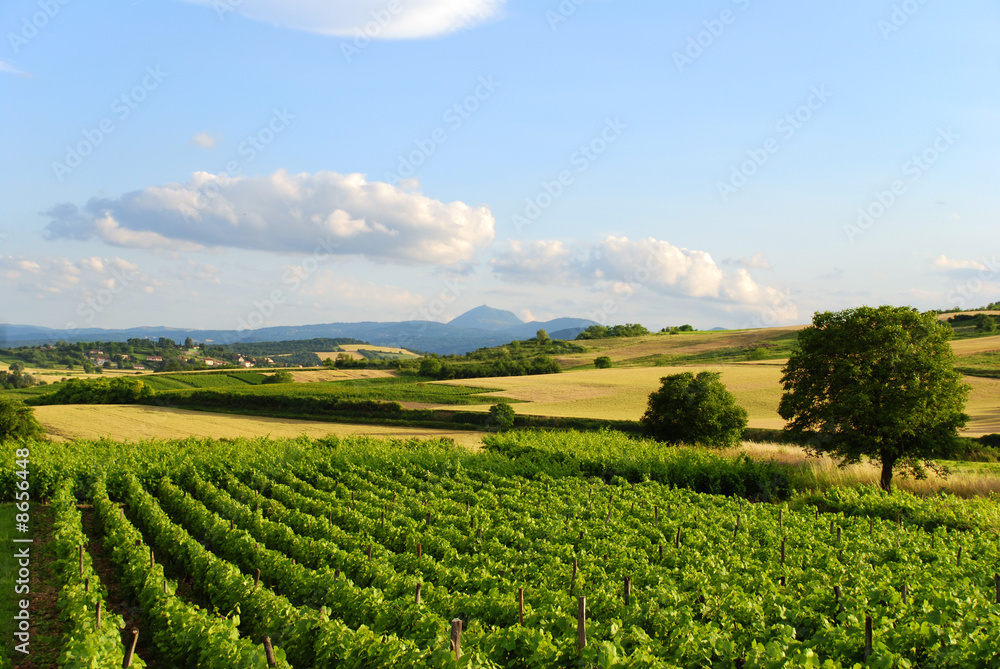 Fototapeta premium Vigne