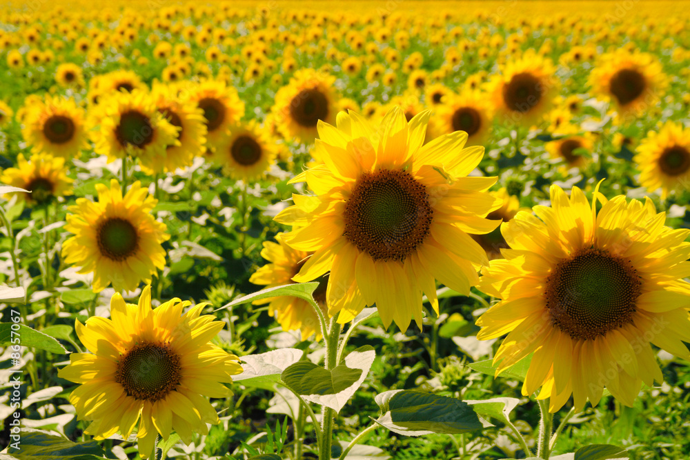 Fototapeta premium sunflower background