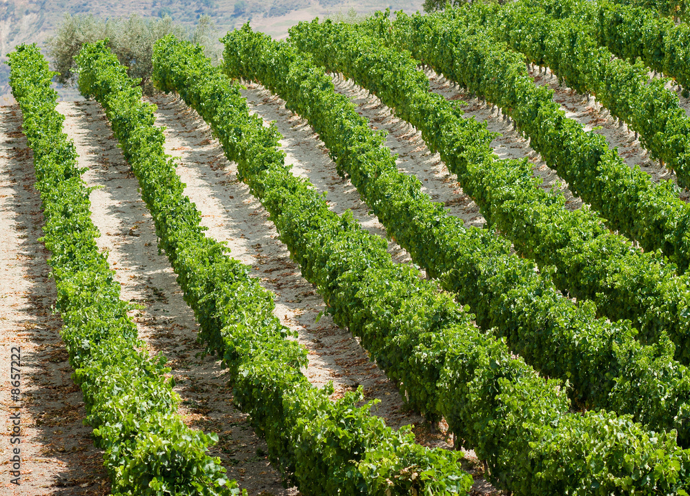 rows of plants of grapevine in Sicily
