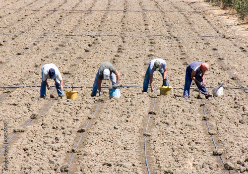 workers working in the field
