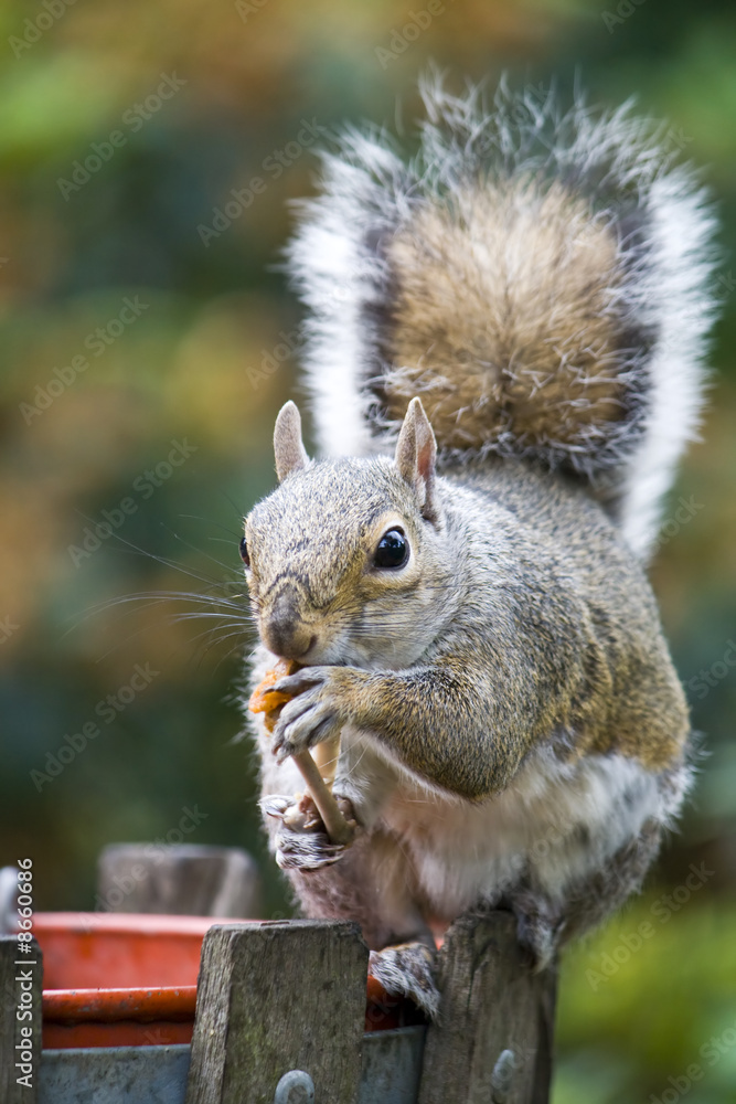 Obraz premium Squirrel