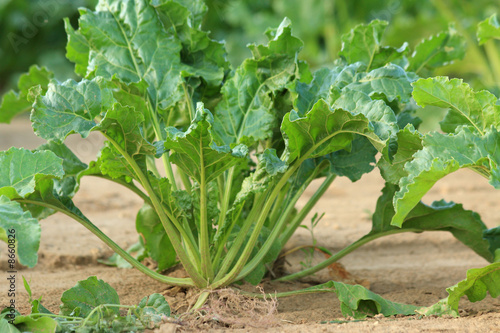 Wallpaper Mural Zuckerrübe Torontodigital.ca