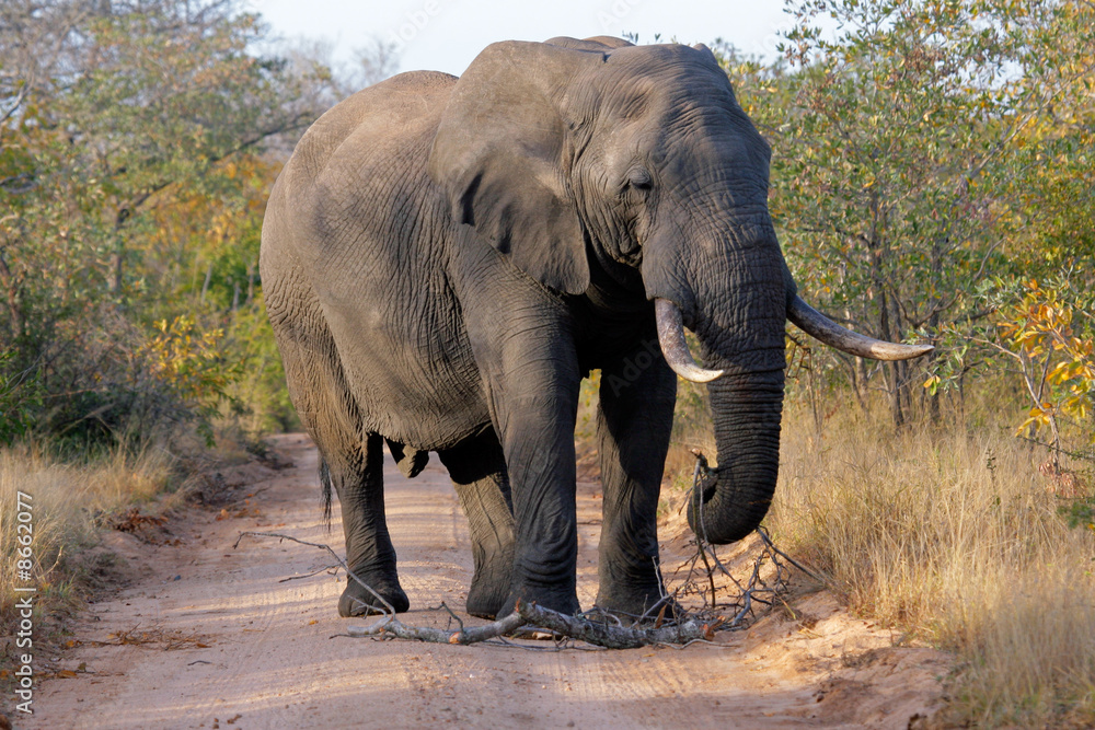 Fototapeta African elephant, Kruger National Park, South Africa