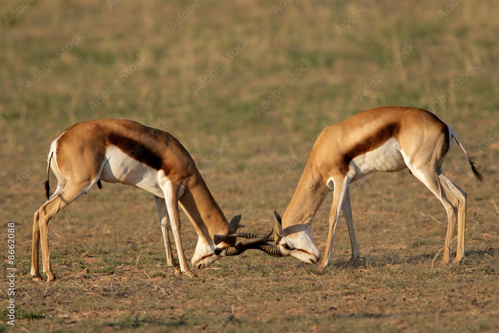Fighting Springbok, Kalahari desert, South Africa Fighting Springbok, Kalahari desert, South Africa