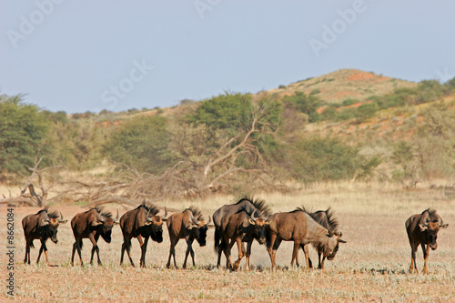 Blue wildebeest  Kalahari desert  South Africa
