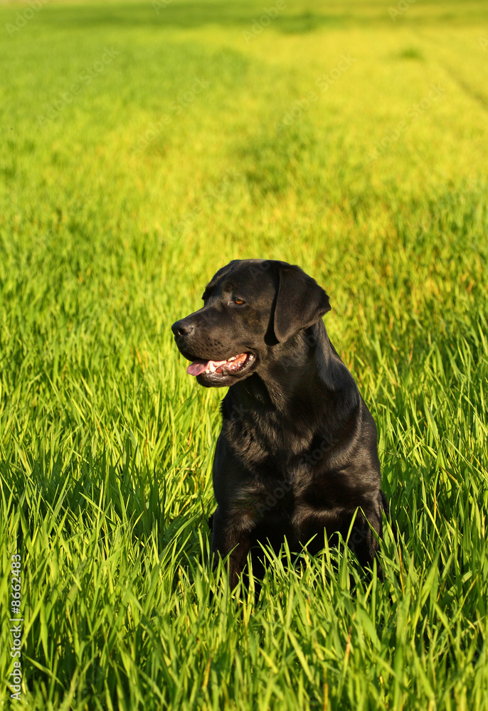 labrador