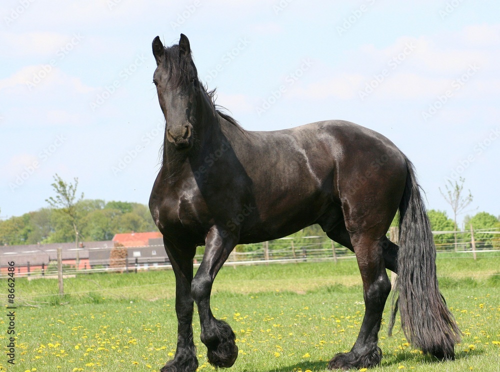 Friese Friese