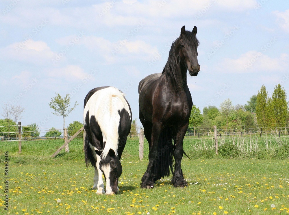 Obraz premium Freunde