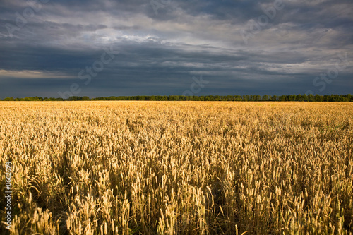 field and sky © vsurkov
