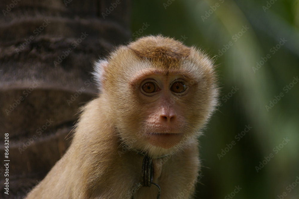 Fototapeta premium Bébé Singe
