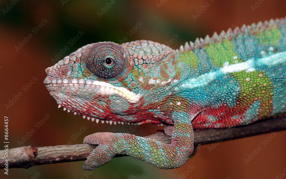 Obraz premium Chameleon
