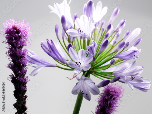 Liebesblume photo