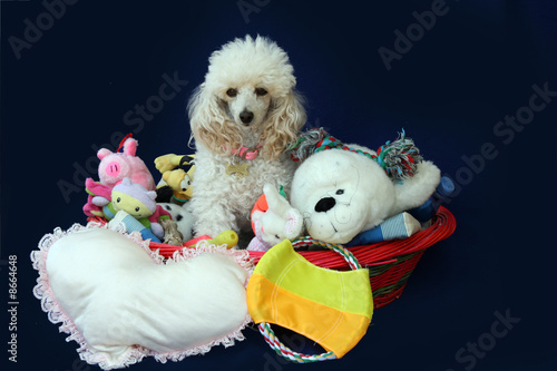 cagnolino bianco nella cesta dei giocattoli 1 photo
