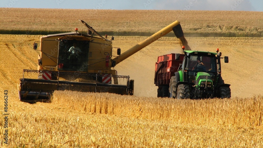 Fototapeta premium Travaux des champs: la moisson