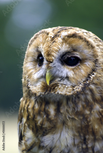 tawny owl