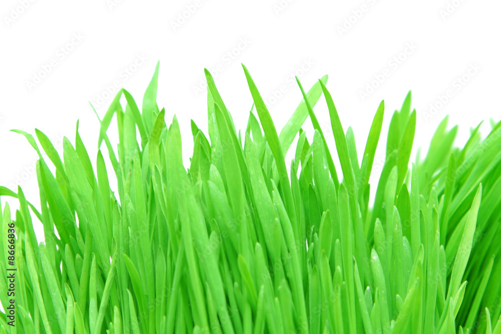 Fototapeta premium Trawa