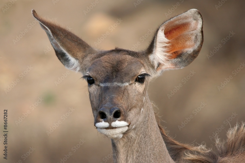 Kudu Ewe Antelope