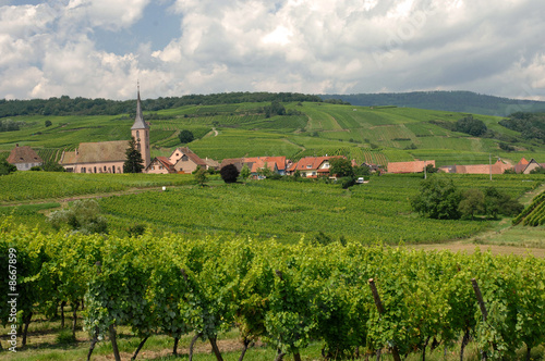 paysage vignoble