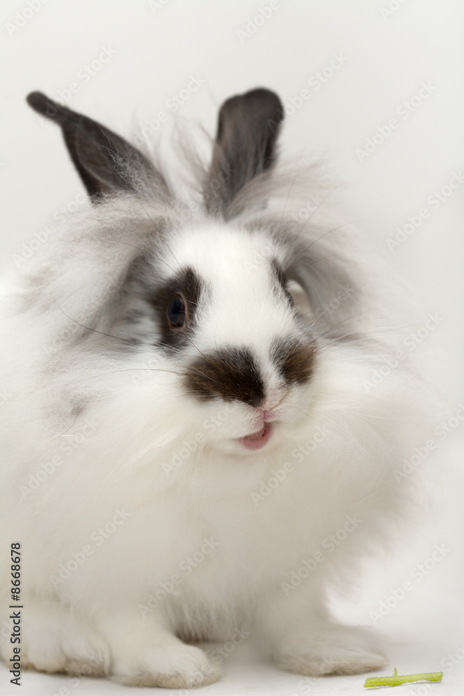 Funny spotted rabbit