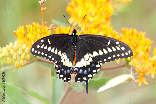 Black Swallowtail Butterfly © Steve Byland