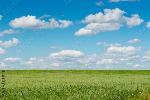 green field with blooming flowers and blue sky