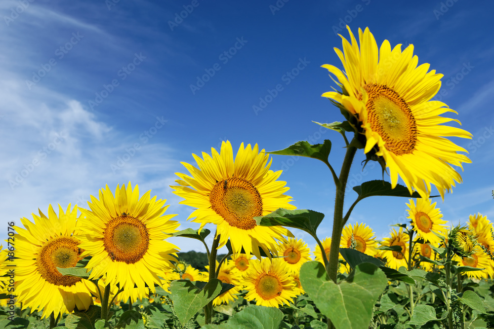 Obraz premium Tournesols