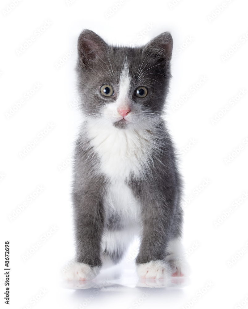 Obraz premium Kitten