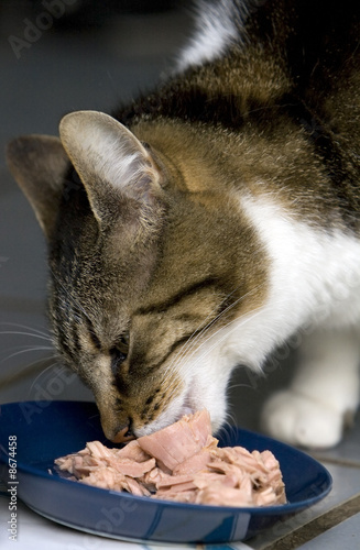 Feed the cat