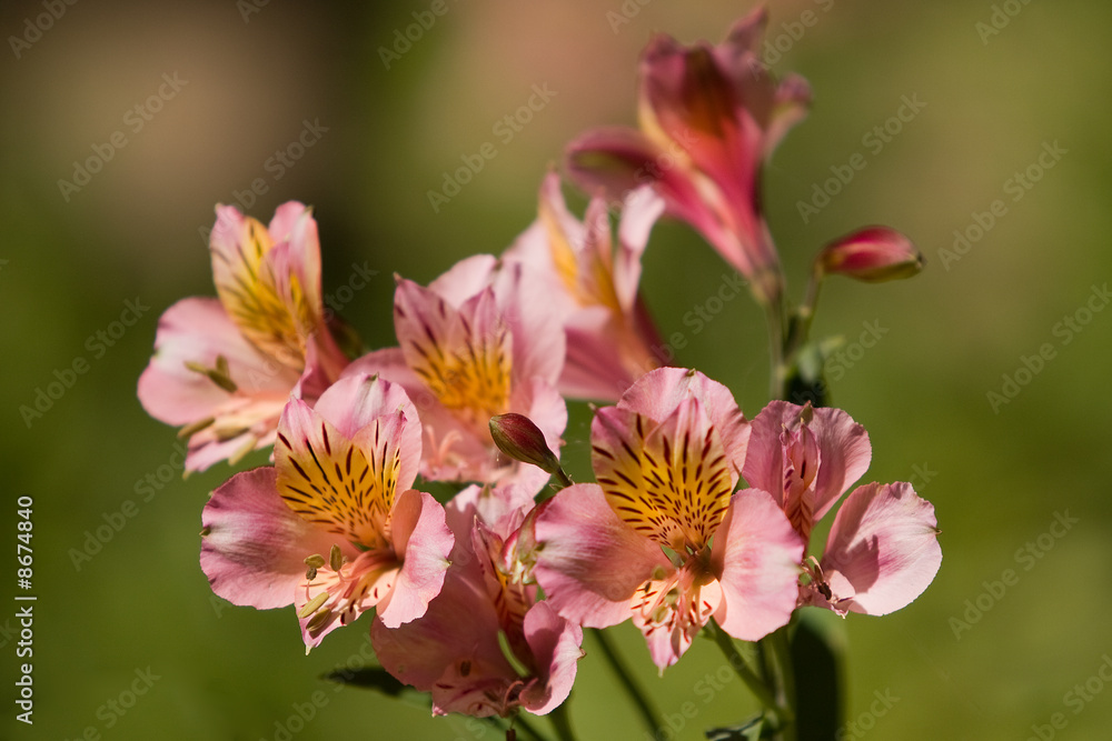 Obraz premium Flowers