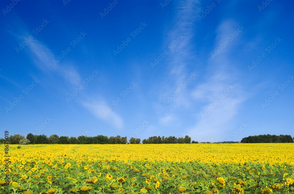 gold field gold field