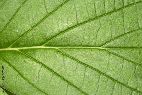 Leaf texture macro