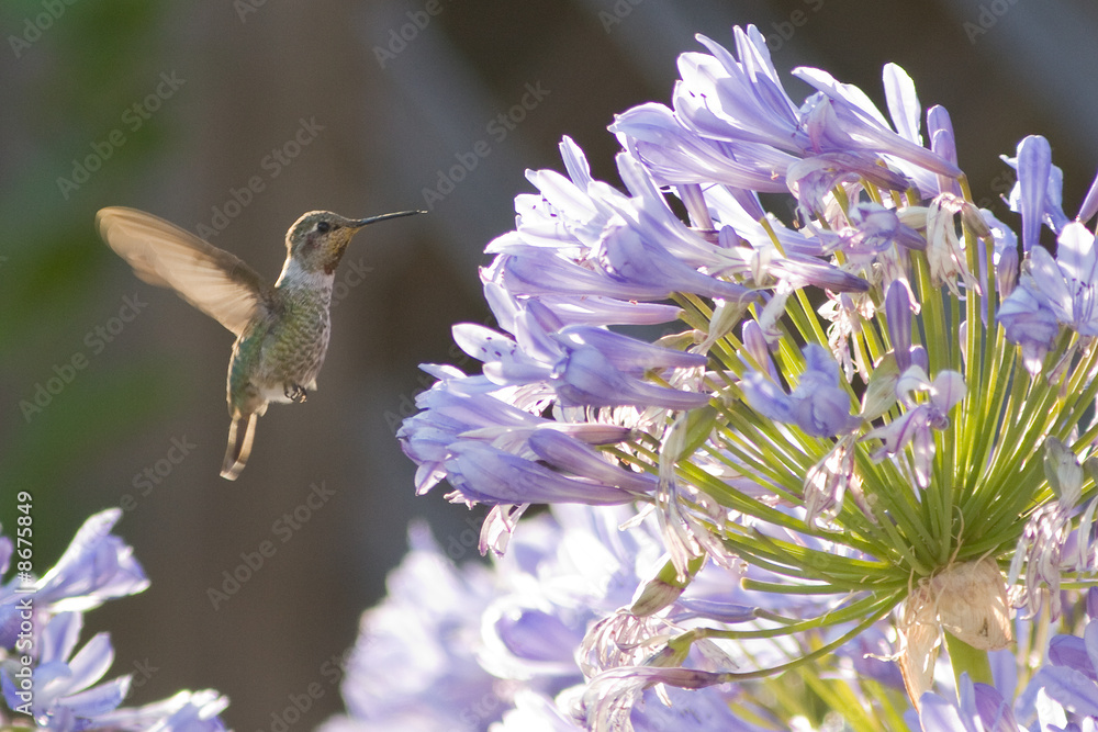 Fototapeta premium Hummer